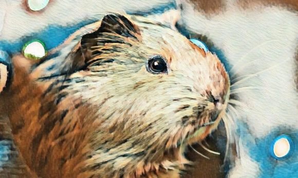 Download Hamster Premium Digital Paper VOL-4 - Premium Resources